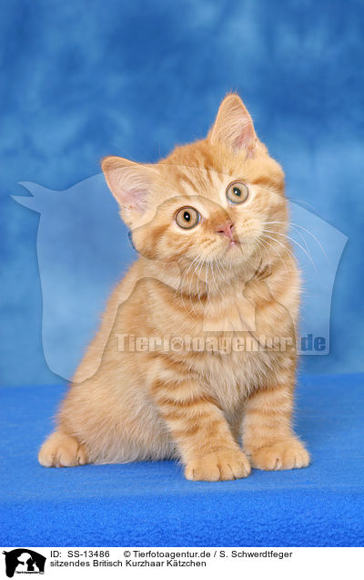 sitzendes Britisch Kurzhaar Ktzchen / sitting British Shorthair kitten / SS-13486