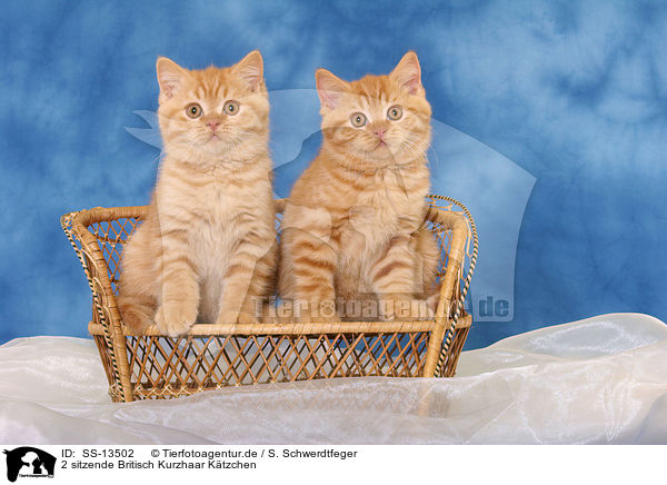 2 sitzende Britisch Kurzhaar Ktzchen / 2 sitting British Shorthair kitten / SS-13502