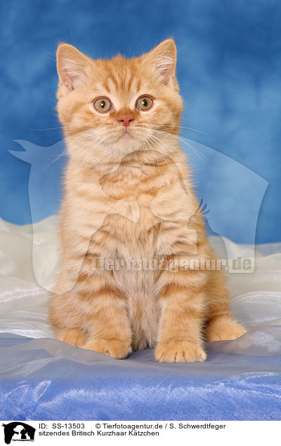 sitzendes Britisch Kurzhaar Ktzchen / sitting British Shorthair kitten / SS-13503