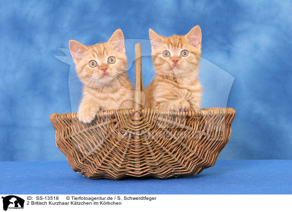 2 Britisch Kurzhaar Ktzchen im Krbchen / 2 British Shorthair kitten in basket / SS-13518