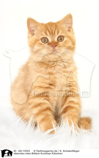 sitzendes rotes Britisch Kurzhaar Ktzchen / sitting red British Shorthair kitten / SS-13525