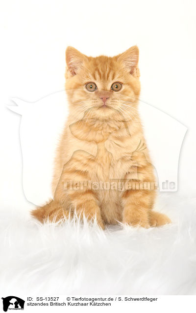 sitzendes Britisch Kurzhaar Ktzchen / sitting British Shorthair kitten / SS-13527