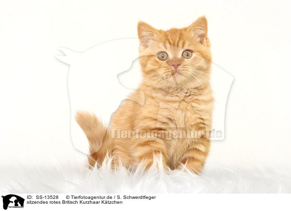 sitzendes rotes Britisch Kurzhaar Ktzchen / sitting red British Shorthair kitten / SS-13528