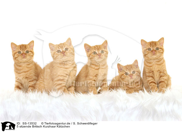 5 sitzende Britisch Kurzhaar Ktzchen / 5 sitting British Shorthair kitten / SS-13532