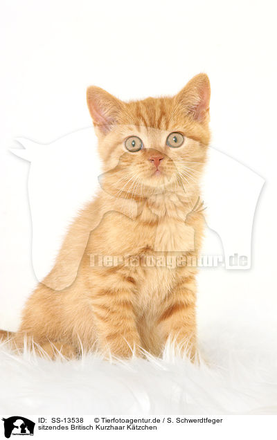 sitzendes Britisch Kurzhaar Ktzchen / sitting British Shorthair kitten / SS-13538