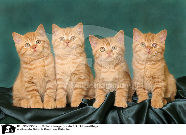 4 sitzende Britisch Kurzhaar Ktzchen / 4 sitting British Shorthair kitten / SS-13552