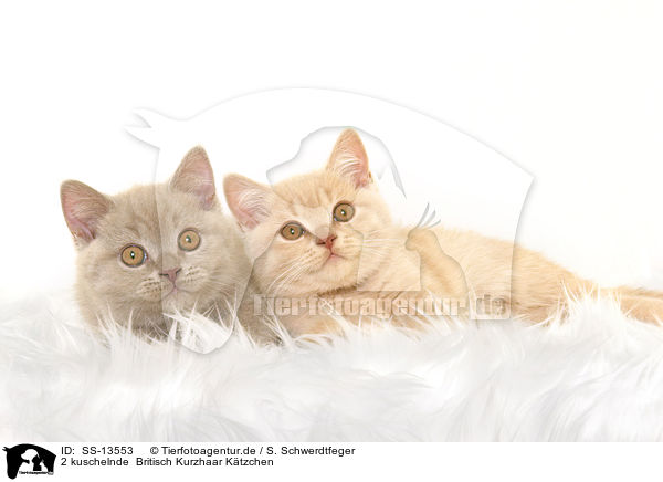 2 kuschelnde  Britisch Kurzhaar Ktzchen / 2 snuggling British Shorthair kitten / SS-13553