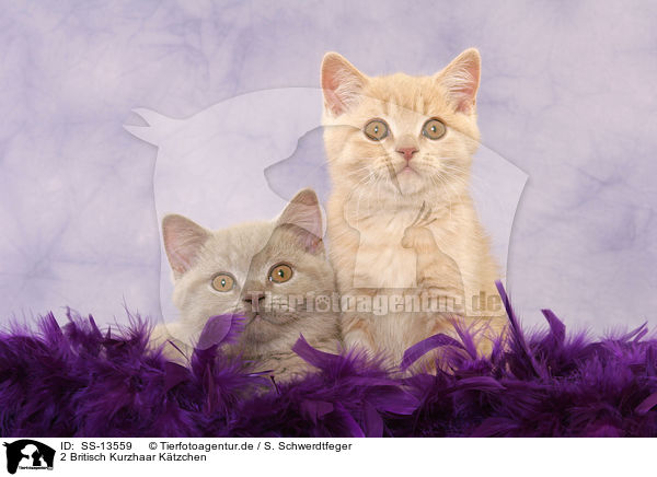 2 Britisch Kurzhaar Ktzchen / 2 British Shorthair kitten / SS-13559