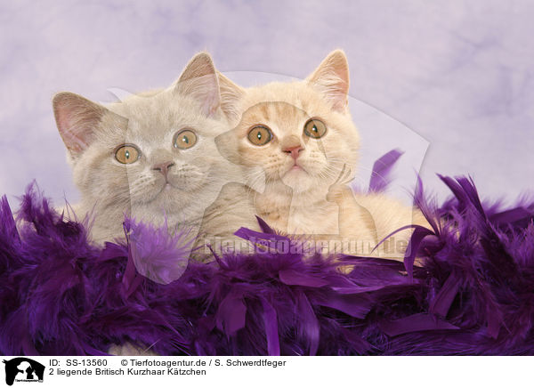 2 liegende Britisch Kurzhaar Ktzchen / 2 lying British Shorthair kitten / SS-13560