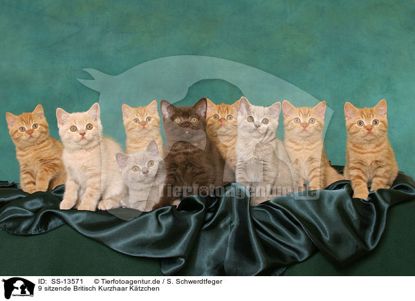 9 sitzende Britisch Kurzhaar Ktzchen / 9 sitting British Shorthair kitten / SS-13571