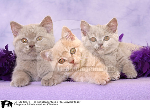 3 liegende Britisch Kurzhaar Ktzchen / 3 lying British Shorthair kitten / SS-13575