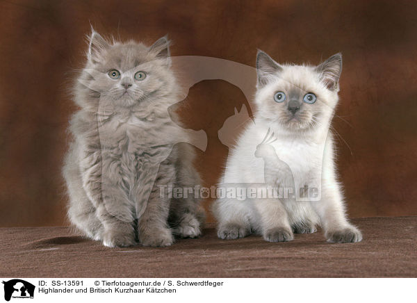 Highlander und Britisch Kurzhaar Ktzchen / Highlander and British Shorthair kitten / SS-13591