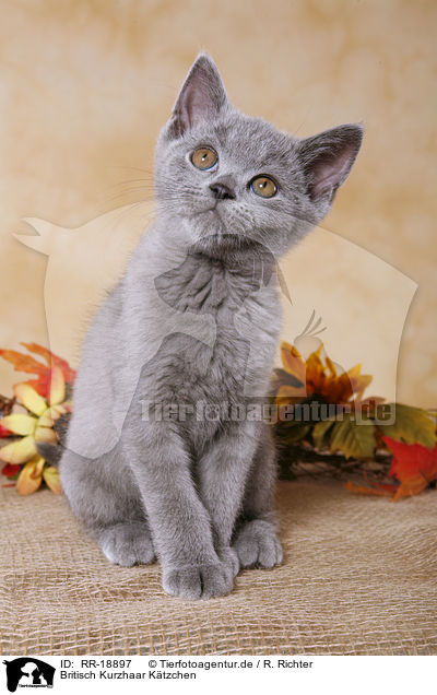 Britisch Kurzhaar Ktzchen / british shorthair kitten / RR-18897