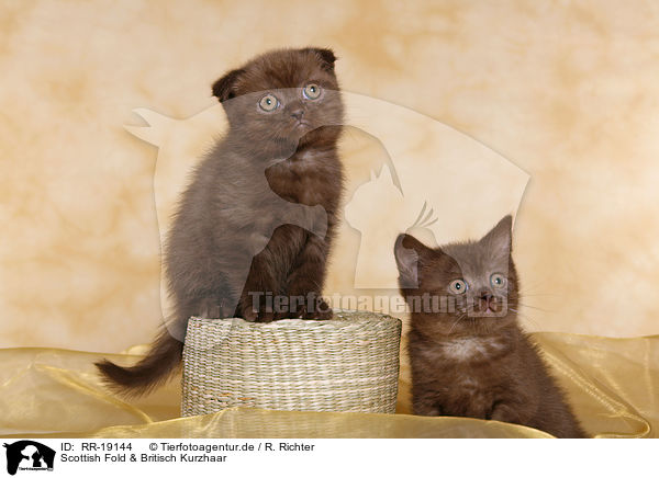 Scottish Fold & Britisch Kurzhaar / Scottish Fold and British Shorthair / RR-19144