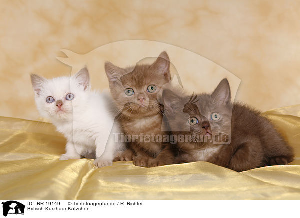 Britisch Kurzhaar Ktzchen / British Shorthair Kitten / RR-19149