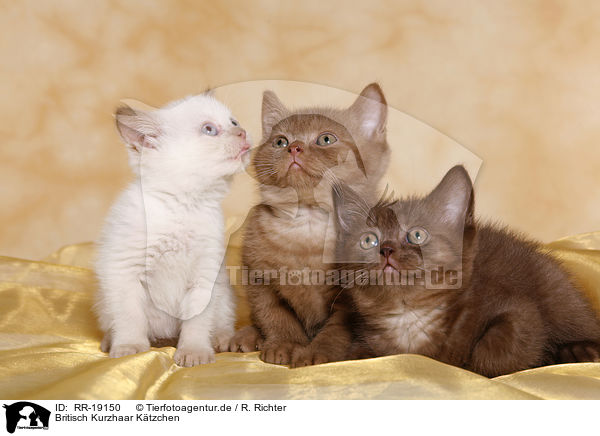 Britisch Kurzhaar Ktzchen / British Shorthair Kitten / RR-19150