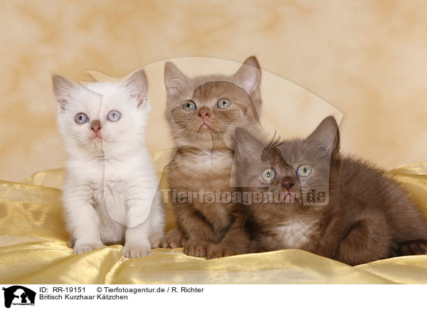 Britisch Kurzhaar Ktzchen / British Shorthair Kitten / RR-19151