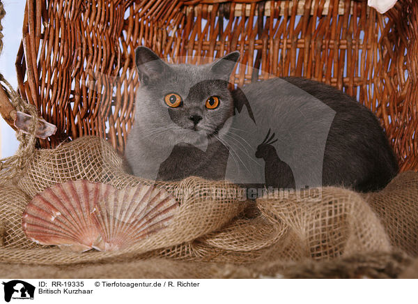 Britisch Kurzhaar / British Shorthair / RR-19335