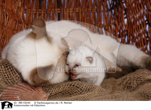 Katzenmutter mit Ktzchen / cat mother with kitten / RR-19344