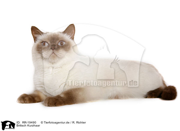 Britisch Kurzhaar / British Shorthair / RR-19490