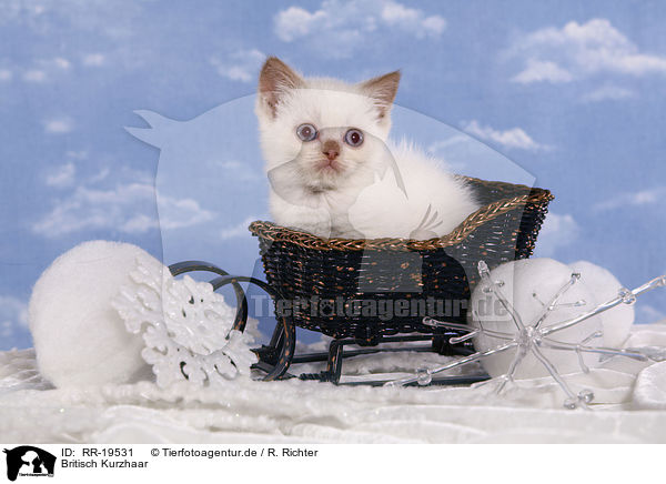 Britisch Kurzhaar / British Shorthair / RR-19531