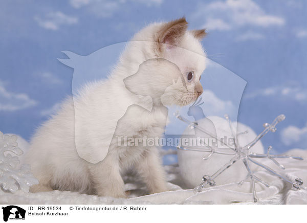 Britisch Kurzhaar / British Shorthair / RR-19534