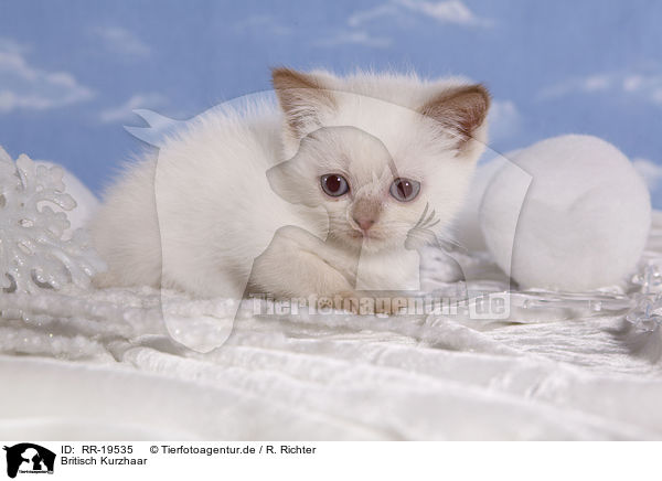 Britisch Kurzhaar / British Shorthair / RR-19535