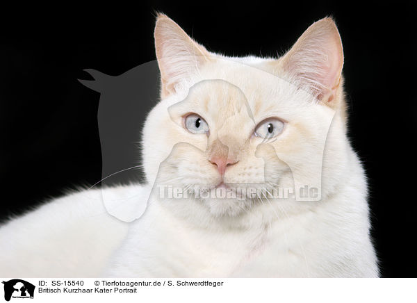 Britisch Kurzhaar Kater Portrait / British Shorthair tomcat Portrait / SS-15540