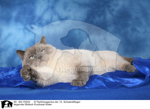 liegender Britisch Kurzhaar Kater / lying British Shorthair tomcat / SS-15543