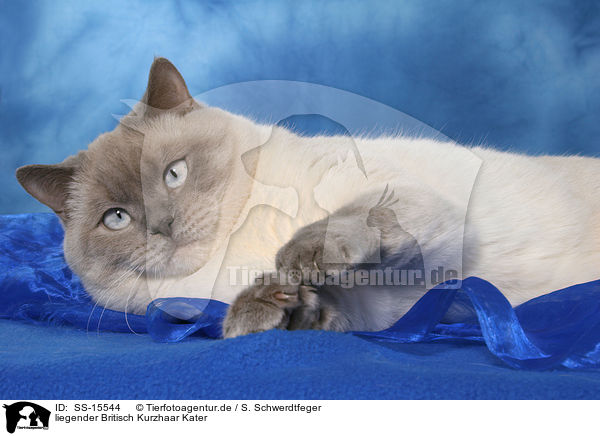 liegender Britisch Kurzhaar Kater / lying British Shorthair tomcat / SS-15544