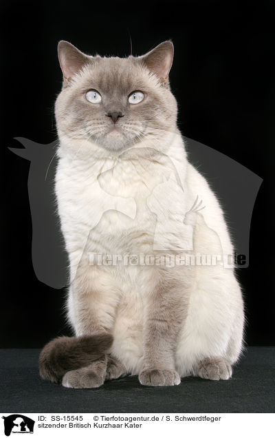 sitzender Britisch Kurzhaar Kater / sitting British Shorthair tomcat / SS-15545