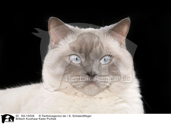 Britisch Kurzhaar Kater Portrait / British Shorthair tomcat Portrait / SS-15548