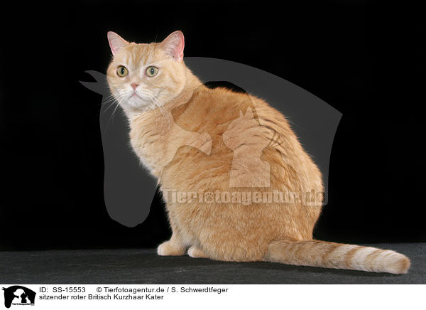 sitzender roter Britisch Kurzhaar Kater / sitting red british shorthaired tomcat / SS-15553