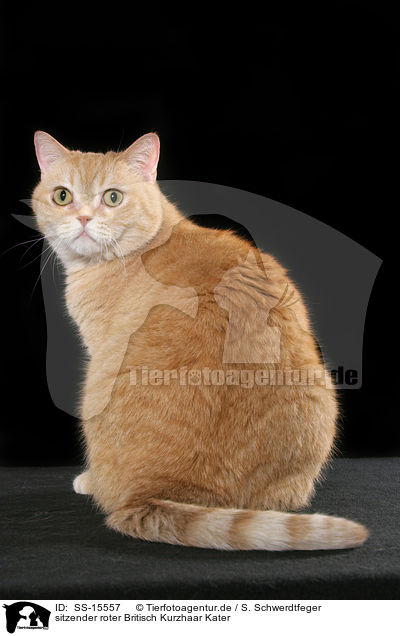 sitzender roter Britisch Kurzhaar Kater / sitting red british shorthaired tomcat / SS-15557