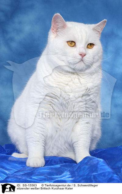 sitzender weier Britisch Kurzhaar Kater / sitting white british shorthair tomcat / SS-15563