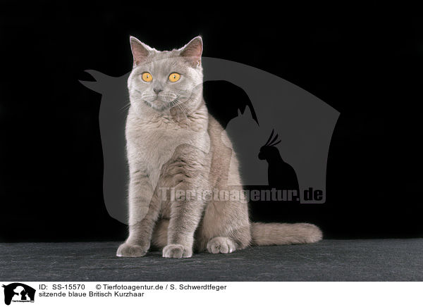 sitzende blaue Britisch Kurzhaar / sitting blue british shorthair / SS-15570