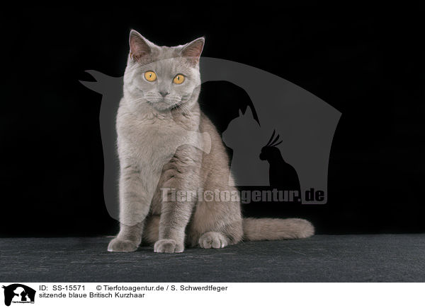 sitzende blaue Britisch Kurzhaar / sitting blue british shorthair / SS-15571