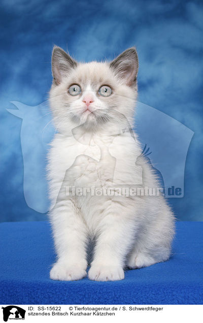 sitzendes Britisch Kurzhaar Ktzchen / sitting british shorthair kitten / SS-15622