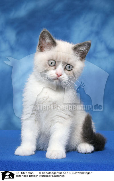 sitzendes Britisch Kurzhaar Ktzchen / sitting british shorthair kitten / SS-15623