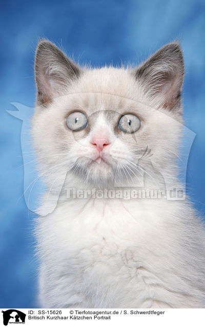 Britisch Kurzhaar Ktzchen Portrait / british shorthair kitten Portrait / SS-15626