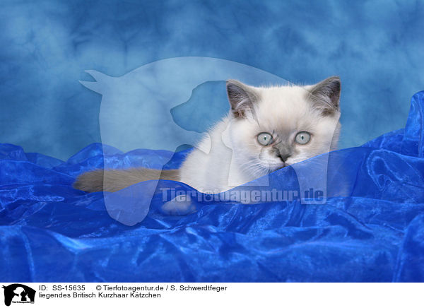 liegendes Britisch Kurzhaar Ktzchen / lying british shorthair kitten / SS-15635