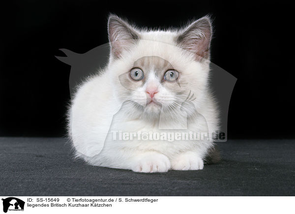 liegendes Britisch Kurzhaar Ktzchen / lying british shorthair kitten / SS-15649