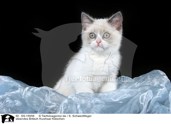 sitzendes Britisch Kurzhaar Ktzchen / sitting british shorthair kitten / SS-15656