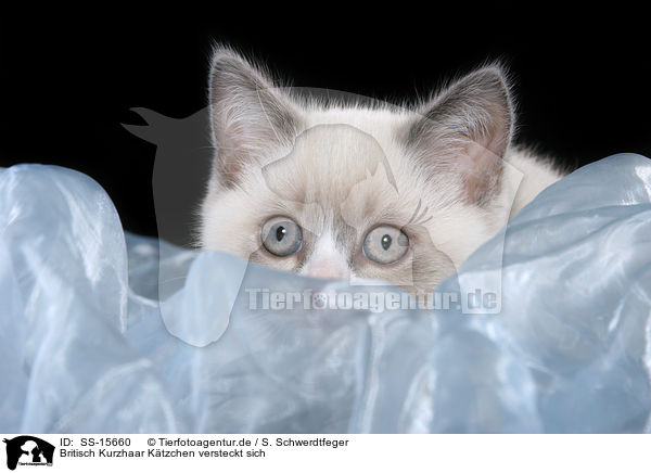 Britisch Kurzhaar Ktzchen versteckt sich / hiding british shorthair kitten / SS-15660