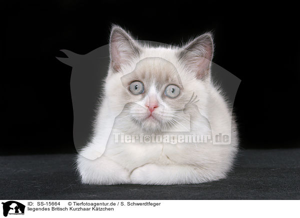 liegendes Britisch Kurzhaar Ktzchen / lying british shorthair kitten / SS-15664