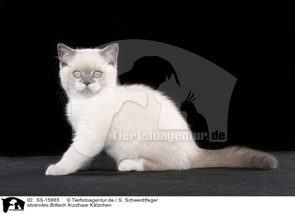 sitzendes Britisch Kurzhaar Ktzchen / sitting british shorthair kitten / SS-15665