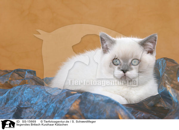 liegendes Britisch Kurzhaar Ktzchen / lying british shorthair kitten / SS-15669