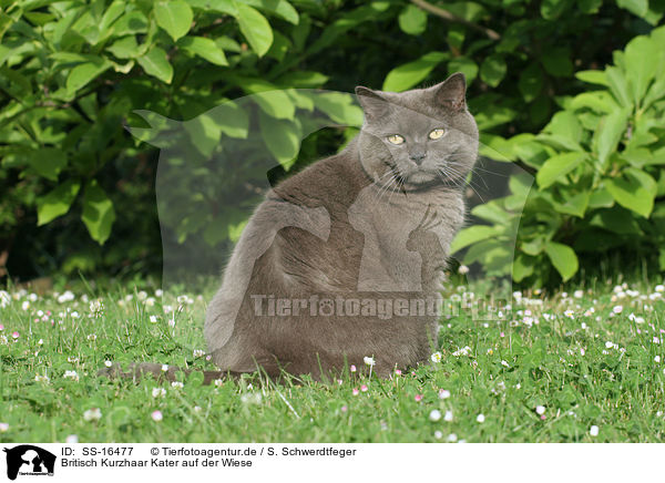Britisch Kurzhaar Kater auf der Wiese / british shorthair tomcat in the meadow / SS-16477