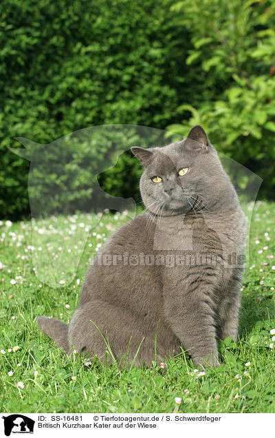 Britisch Kurzhaar Kater auf der Wiese / british shorthair tomcat in the meadow / SS-16481