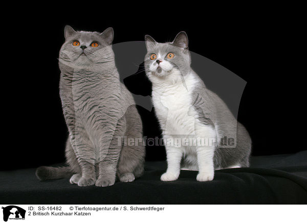 2 Britisch Kurzhaar Katzen / 2 british shorthair cats / SS-16482